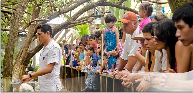 Hotel Pacífica Ixtapa Todo Incluido. Gracias a la cercanía de Pacífica con los campos de golf “Palma Real” usted podrá poner en práctica sus habilidades en una superficie de 60 hectáreas con 18 hoyos